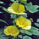 10 seeds - Alcea rosea sunshine Hollyhock Plant #ggvm5