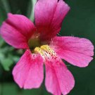 10 seeds - Mimulus lewisii | Pink Lewis Monkey Flower Plant #ggvm5