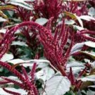 200 seeds - Amaranthus cruentus 'oeschberg' Plant #ggvm5