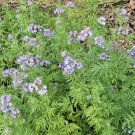 20 seeds - Phacelia tanacetifolia Lacy Phacelia Plant #ggvm5