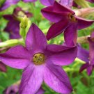 20 pelleted seeds - Nicotiana alata Perfume Deep Purple Plant #ggvm5