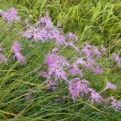 20 seeds - Dianthus x superbus Lacy Spooky Fragrant Plant #ggvm5
