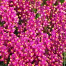10 Multi Pelleted seeds - Linaria enchantment Toadflax Plant #ggvm5
