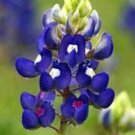 10 seeds - Lupinus texensis or Texas Bluebonnet Plant #ggvm5