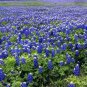10 seeds - Lupinus texensis or Texas Bluebonnet Plant #ggvm5