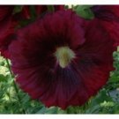 10 seeds - Alcea rosea Wine Country Romance Plant #ggvm5