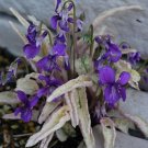 10 seeds - Viola mandschurica Fuji Dawn variegated Plant #ggvm5