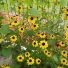 30 seeds - Rudbeckia triloba Brown Eyed Susan Plant #ggvm5