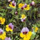 10 seeds - Mimulus pulchellus or Yellowlip Pansy Monkeyflower Plant #ggvm5