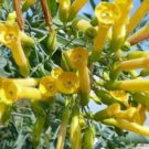 10 seeds - Nicotiana glauca or Tree Tobacco Plant #ggvm5