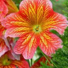 15 seeds - Salpiglossis sinuata Royale painted tongue Plant #ggvm5
