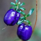 10 seeds - Billardiera longiflora or Climbing Blueberry Plant #ggvm5