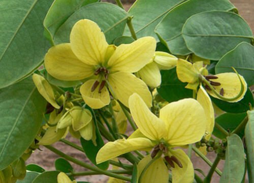 10 seeds - Cassia glauca Scrambled Eggs Bush Plant #ggvm5