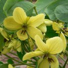 10 seeds - Cassia glauca Scrambled Eggs Bush Plant #ggvm5