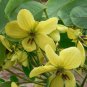 10 seeds - Cassia glauca Scrambled Eggs Bush Plant #ggvm5