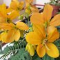 10 seeds - Cassia glauca Scrambled Eggs Bush Plant #ggvm5