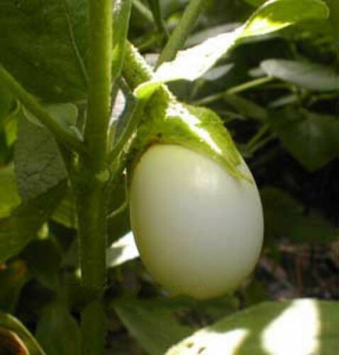 15 seeds - Solanum ovigerum Easter Egg Tree Plant #ggvm5