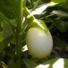 15 seeds - Solanum ovigerum Easter Egg Tree Plant #ggvm5