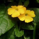 10 seeds - Thunbergia aurantiaca Gold Eyed Susan Plant #ggvm5