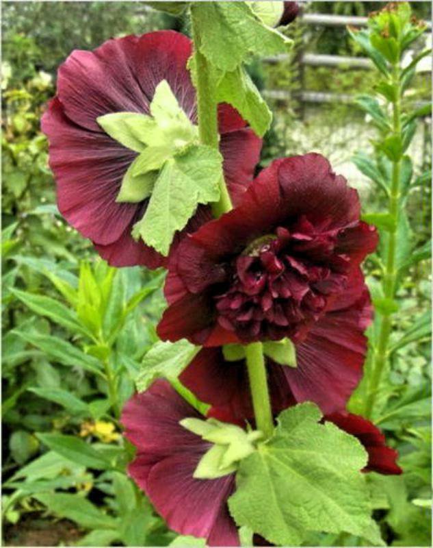 15 seeds - Alcea rosea Chaters Chestnut Brown Plant #ggvm5