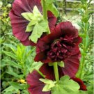 15 seeds - Alcea rosea Chaters Chestnut Brown Plant #ggvm5