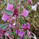 20 seeds - Clarkia unguiculata or Mountain Garland Plant #ggvm5
