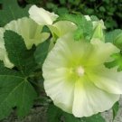 15 seeds - Alcea ficifolia yellow Antwerp or Fig leaved Hollyhock Plant #ggvm5
