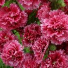 8 seeds - Alcea rosea Fiesta Time Plant #ggvm5