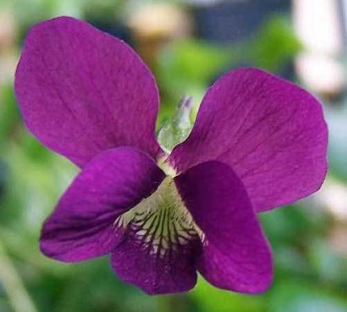 10 seeds - Viola sororia Rubra Wooly Violet Emperor Magenta Red Plant #ggvm5