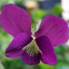 10 seeds - Viola sororia Rubra Wooly Violet Emperor Magenta Red Plant #ggvm5
