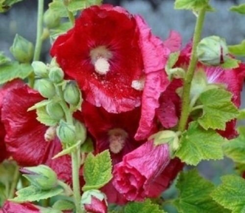 8 seeds - Alcea rosea Mars Magic Plant #ggvm5