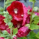 8 seeds - Alcea rosea Mars Magic Plant #ggvm5