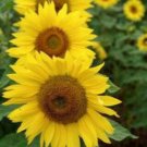 10 seeds - Sunflower Moonwalker limited Plant #ggvm5