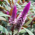 10 seeds - Celosia argentea Flamingo Feathers Plant #ggvm5
