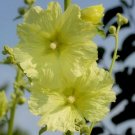 10 seeds - Alcea rugosa Perennial Russian Hollyhock Plant #ggvm5