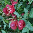 5 seeds - Impatiens glandulifera Indian Balsam wine red Plant #ggvm5