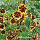 25 seeds - Cosmidium burridgeanum Brunette Plant #ggvm5