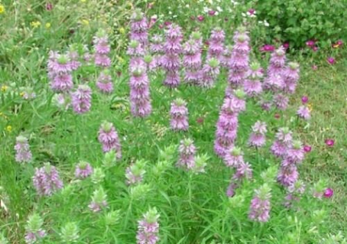 20 seeds - Monarda citriodora Lemon Mint Plant #ggvm5