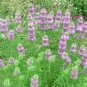 20 seeds - Monarda citriodora Lemon Mint Plant #ggvm5