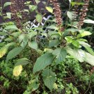 20 seeds - Ocimum gratissimum African Tree Basil Plant #ggvm5