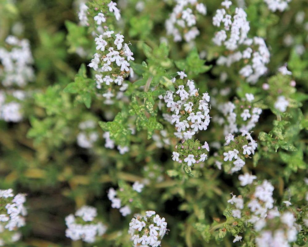 10 seeds - Thymus fragrantissimus Orange thyme Plant #ggvm5