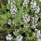 10 seeds - Thymus fragrantissimus Orange thyme Plant #ggvm5