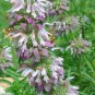 200 seeds - Monarda citriodora Lemon Mint Plant #ggvm5