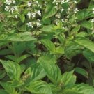 20 seeds - Ocimum basilicum var. citriodora - Mrs. Burns Lemon Plant #ggvm5