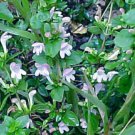 30 seeds - Satureja georgiana Georgia Basil Plant #ggvm5