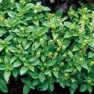 10 seeds - Ocimum basilicum Basil Marsellie fragrant - french basil Plant #ggvm5