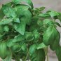 10 seeds - Ocimum basilicum Basil Marsellie fragrant - french basil Plant #ggvm5