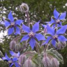 Mix 20 seeds  - Borago officinalis Borage Blue & White mix - Plant #ggvm5