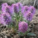 10 seeds - Besseya wyomingensis Plant #ggvm5