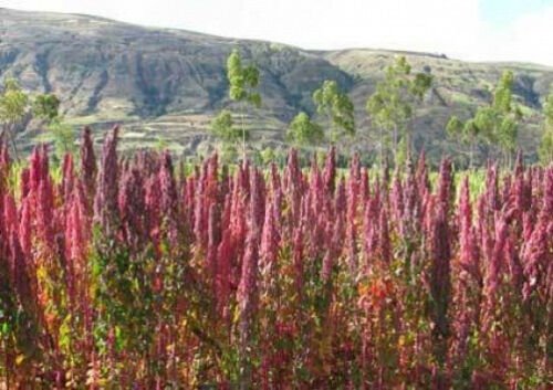 50 seeds - Chenopodium quinoa Cherry Vanilla Plant #ggvm5